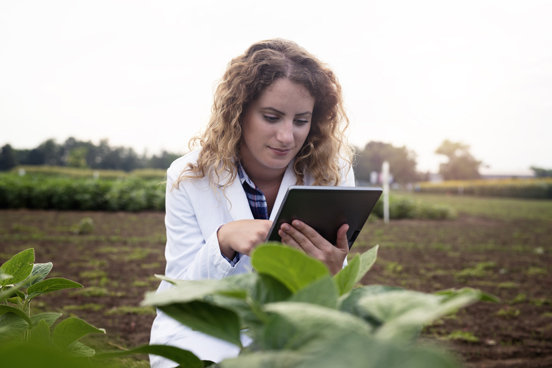 Agronomist using technology to monitor a crop